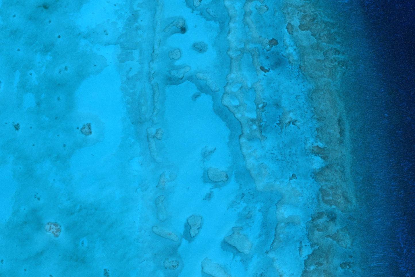 South Bahamas - Andros Coral Reef